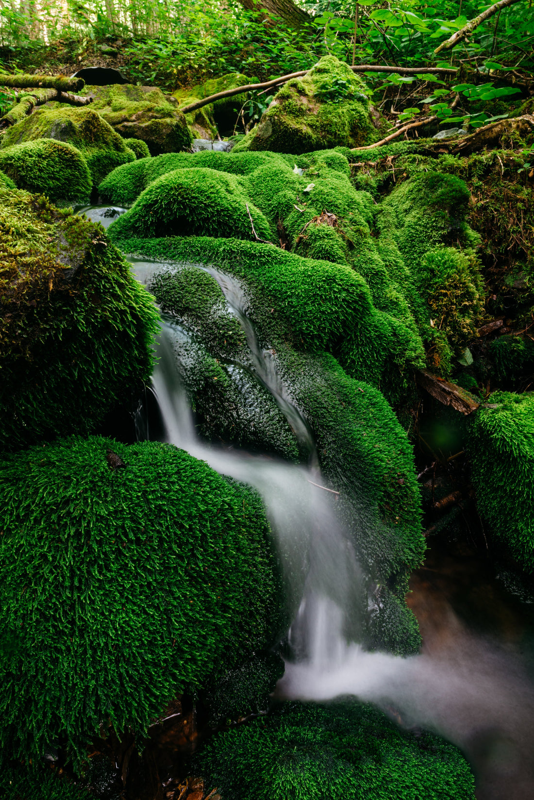 Attain Wellness with The Help of Nature!