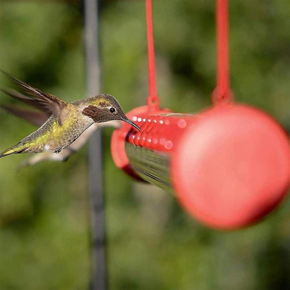 The Hummingbird Feeder